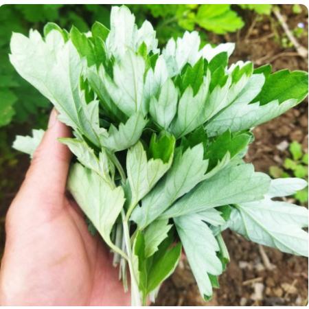 艾草叶	1000g