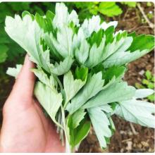 艾草叶	1000g