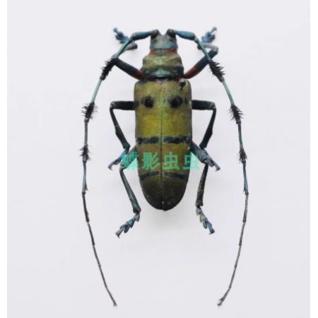 昆虫标本	木棉丛角天牛标本