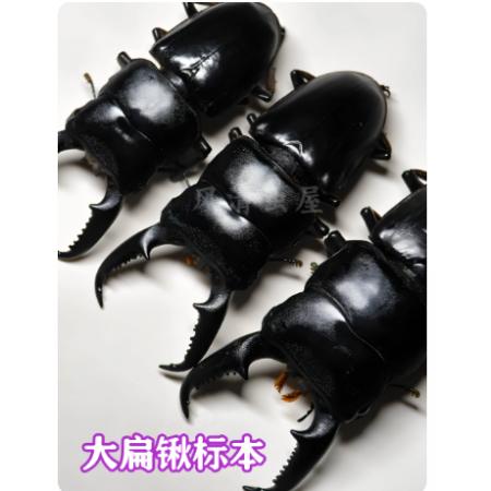 中扁锹甲标本	5-5.9cm一只