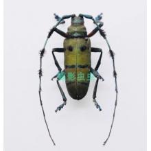 昆虫标本	木棉丛角天牛标本