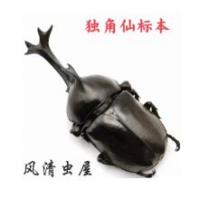 昆虫标本	大卫三栉牛