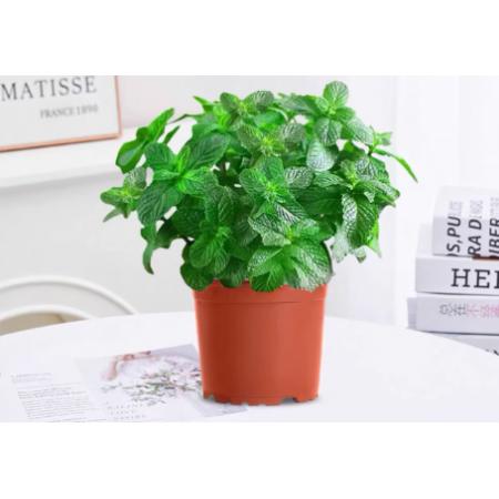 仿真绿植	国产	薄荷