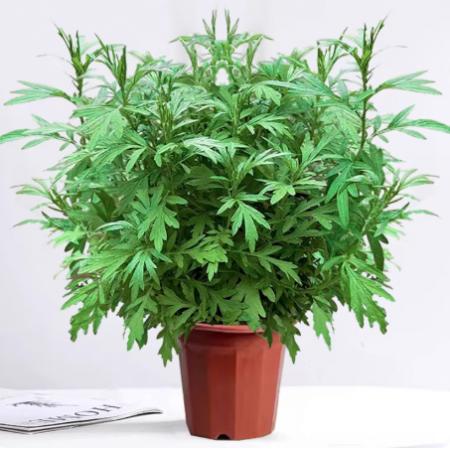 仿真绿植	国产	艾草
